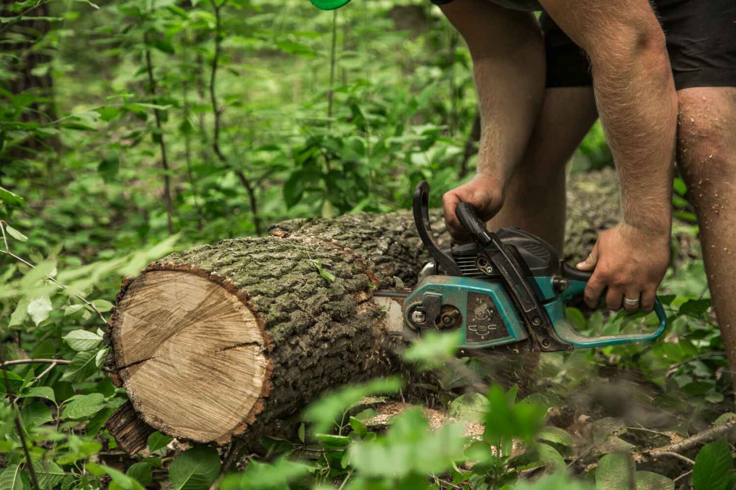 Dead Tree Removal in Sand Lake, MI